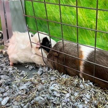 Rescue Guinea Pig Guinea Pigs for Adoption in Worcester, Massachusetts - Strawberry And Cupcake | PetCurious